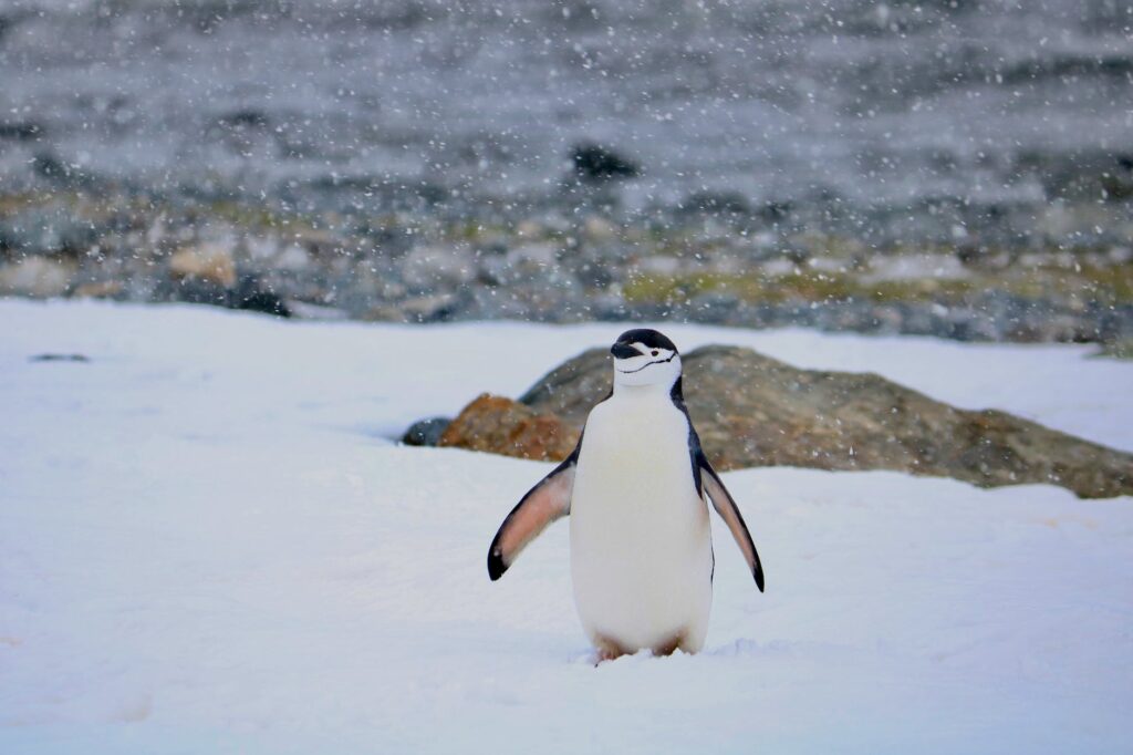 penguin standing in snowy terrain